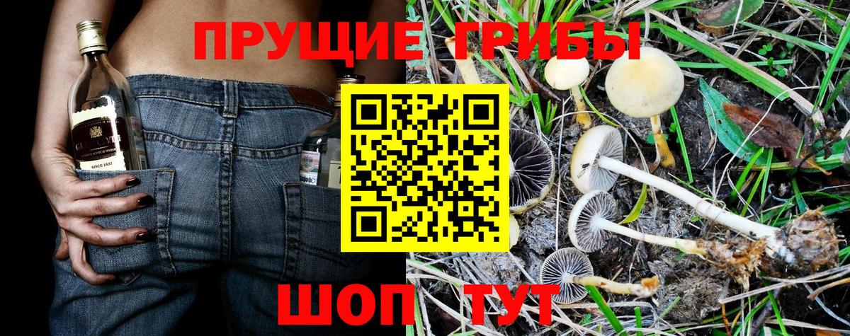 Галлюциногенные грибы MAGIC MUSHROOMS  Псилоцибиновые грибы прущие грибы  Вход с VPN  Заводоуковск 
